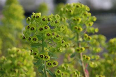 euphorbia characias